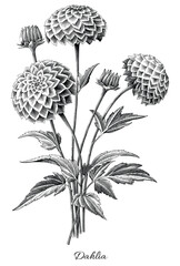 Antique engraving illustration of dahlia hand draw black and white clip art