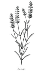 Antique engraving illustration of lavender black and white clip art isolated on white background © channarongsds