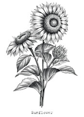 Sunflower botanical illustration vintage engraving style black and white clip art