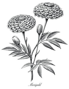 Marigold hand draw engraving vintage style black and white clip art