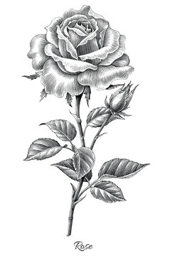 Rose hand draw engraving vintage style black and white clip art