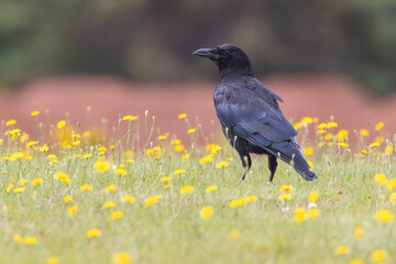 American crow (Corvus brachyrhynchos) in meadow full of yellow flowers 