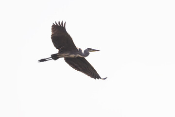  grey heron (Ardea cinerea) in flight