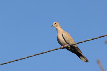 Eurasian collared dove (Streptopelia decaocto)