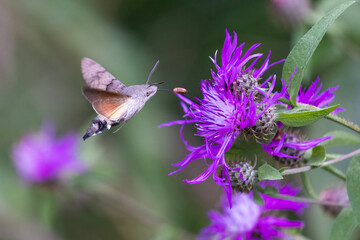 hummingbird hawk-moth (Macroglossum stellatarum)