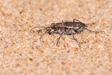 Cicindela repanda, commonly known as the bronzed tiger beetle or common shore tiger beetle
