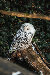 Discover the animals of the Peaugres safari in France