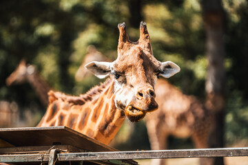 Discover the animals of the Peaugres safari in France