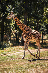 Discover the animals of the Peaugres safari in France