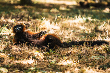Discover the animals of the Peaugres safari in France