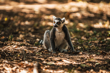 Discover the animals of the Peaugres safari in France