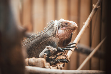 Discover the animals of the Peaugres safari in France