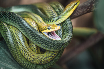 Discover the animals of the Peaugres safari in France