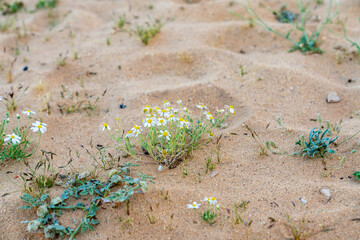 Pflanze mit Blümchen im Sand im Wüstenland AlUla Medina Saudi-Arabien