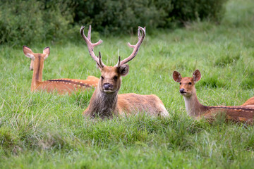 Red deer in a clearing