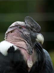Condor on a tree