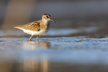 Least Sandpiper in autumn migration