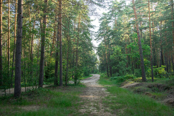 A forest path with trees on either side