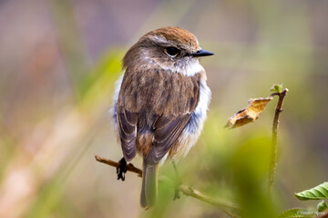 Tec tec,ile de la Réunion,974,oiseau,cascade