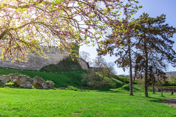 A beautiful, sunny day with a lush green field and trees in the background