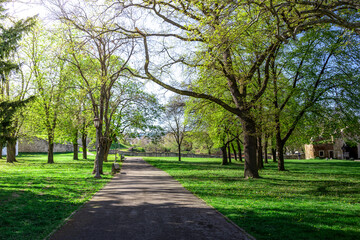 A path in a park with trees and a bench