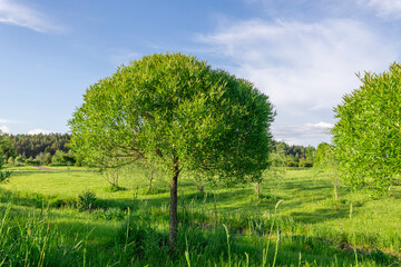 Obraz premium A tree with a large trunk and a small crown is in a field of grass