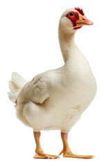 Obraz premium PNG White duck on white background