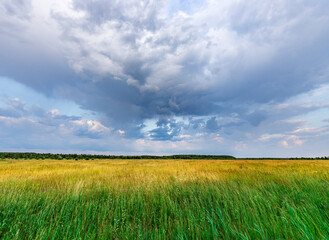 Obraz premium A field of grass with a large cloud in the sky