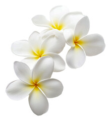 Fototapeta premium PNG Three white plumeria flowers with yellow accents