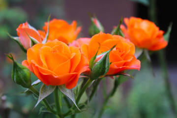 orange rose flowers on a blurred green background