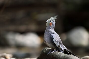 見上げる横向きのオカメインコ