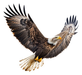 Fototapeta premium PNG Bald eagle soaring with wide wingspan