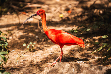 Discover the animals of the Peaugres safari in France