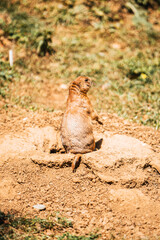 Discover the animals of the Peaugres safari in France