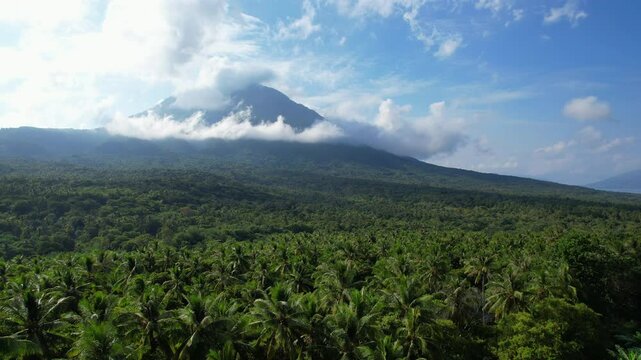 Aerial drone shot of a vast lush jungle of cocunut trees in Flores island, Indonesia, with Ile Mandiri high volcano behind in the background, hidden by some clouds.