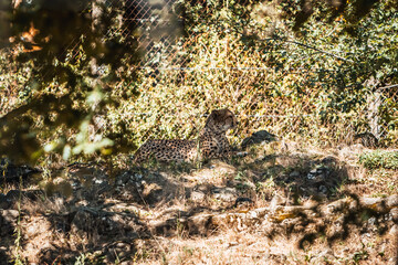 Discover the animals of the Peaugres safari in France