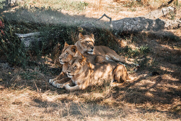 Fototapeta premium Discover the animals of the Peaugres safari in France