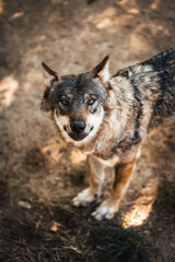 Obraz premium Discover the animals of the Peaugres safari in France