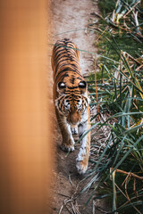 Discover the animals of the Peaugres safari in France