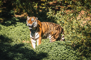 Discover the animals of the Peaugres safari in France