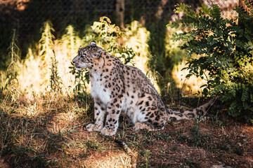Discover the animals of the Peaugres safari in France