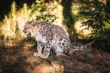 Discover the animals of the Peaugres safari in France