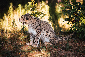 Discover the animals of the Peaugres safari in France