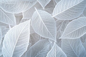 Obraz premium Close-Up of Delicate Frost-Covered Leaves