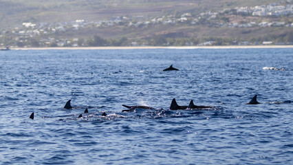 Fototapeta premium Dauphin,Baleine,cétacé,île de la Réunion,Mer,Saint-Gilles,974,ailerons