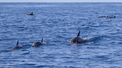 Fototapeta premium Dauphin,Baleine,cétacé,île de la Réunion,Mer,Saint-Gilles,974,ailerons