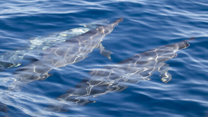 Fototapeta premium Dauphin,Baleine,cétacé,île de la Réunion,Mer,Saint-Gilles,974,ailerons