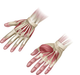 Hand Muscles Anatomy Medical Illustration