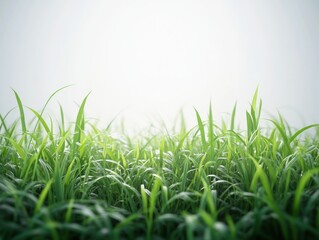 Fototapeta premium Minimalist Green Grass Texture, Simple Nature Background, Uniform Growth and Order, Emphasizing Simplicity and Nature's Order, Perfect for Design Projects