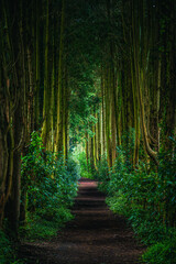 Obraz premium path in the forest